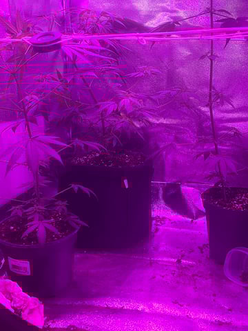 First attempt grow 😶‍🌫️ — vegetative, day 70