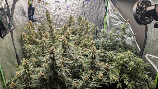 Strawberry Cheesecake Seedsman Seeds Autoflowers x2 — flower, day 88