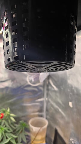 Purple Haze — seedling_rooting, day 2