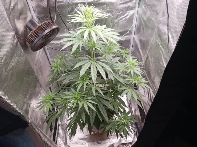2nd Grow 2026  — vegetative, day 40