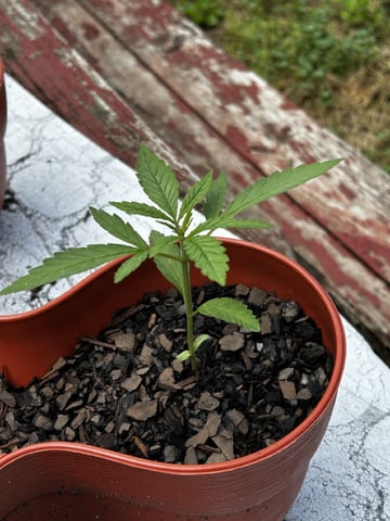 2026 Outdoor — seedling_rooting, day 3