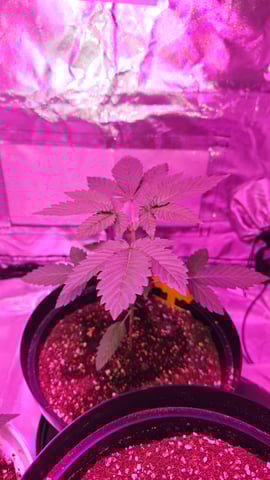 first grow adventure  — vegetative, day 25