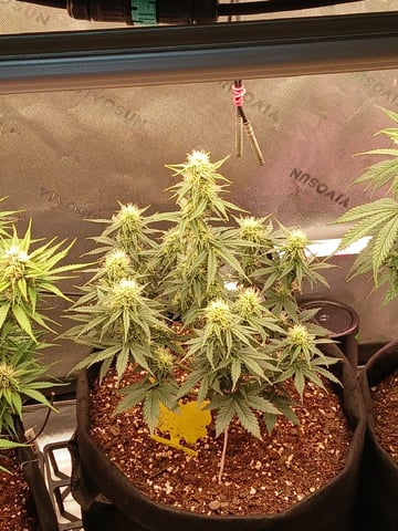Lsd25, Dosido,GDP All Autos. — grow_setup, day 45
