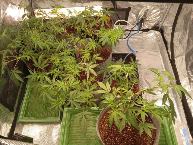 critical purple kush x peyote wifi  in the auto pot system tray 2 grow with added microhazian to the coco coir 