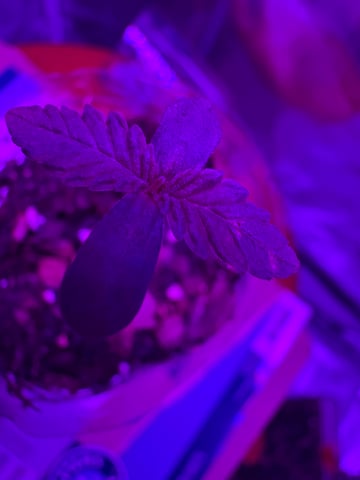 OG Kush — flower, day 145