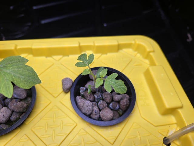 Hydro Roma Tomatoes  — seedling_rooting, day 8