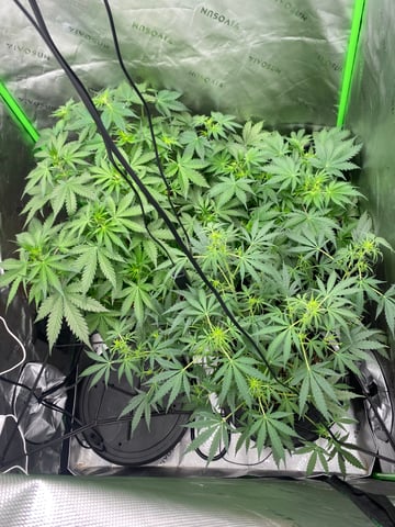 Bruce Banner (Auto) — flower, day 35