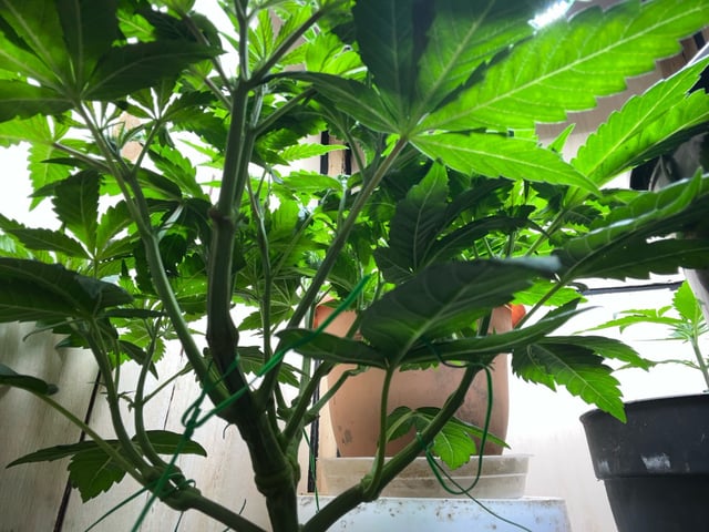 white 🕷️  — vegetative, day 42