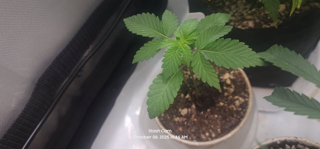 Another Custom Creation — seedling_rooting, day 11