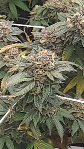 1st grow indoors(cardboard box to 2x2x4 to 5x5x6) — flower, day 139