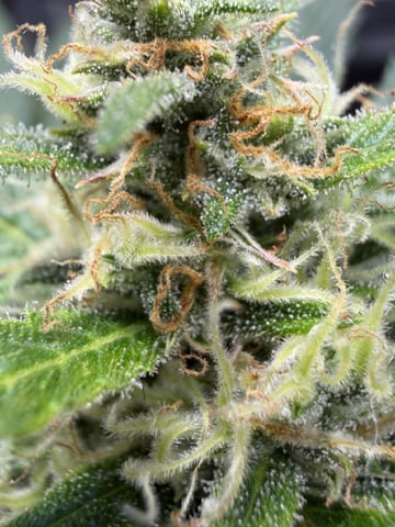 Gorilla Cookies — 1st Grow — flower, day 70