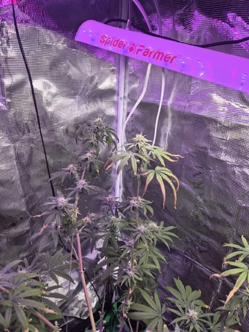 Kalini Asia Auto  — flower, day 50