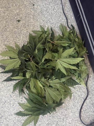 Start over! — vegetative, day 38