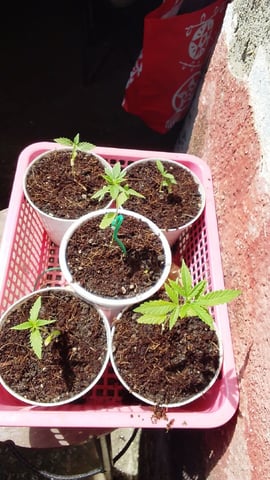nilo growth — none, day 10