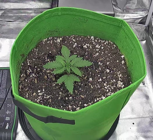 FastBuds Photo-Lemon Mandarin  — vegetative, day 18