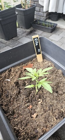 Purple Haze Autoflower