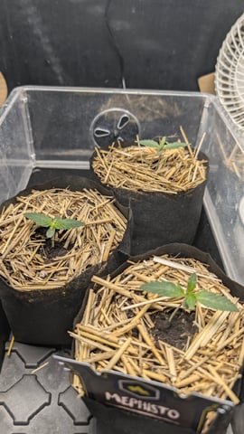 mephisto winter 2026 — vegetative, day 6