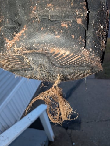 Golden Goat — flower, day 45