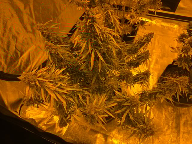 2nd Autoflower Indoor Grow — flower, day 119