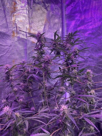 Banana  — flower, day 74