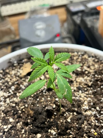 First ever grow — vegetative, day 26