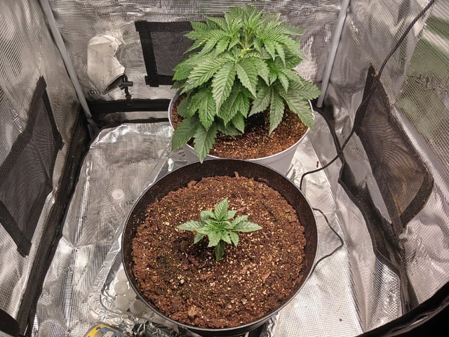 Gorilla Sherbert Feminized From Blimburn Seeds  — vegetative, day 24