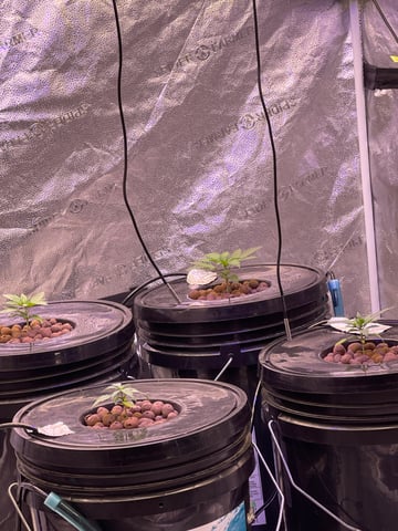 1st Ever Grow (Fat Bastard)(RDWC)  — vegetative, day 23