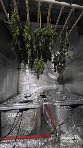 Grow #1 — harvest, day 115