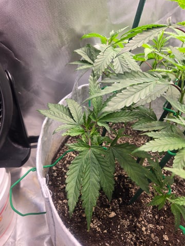 Looking for advice! — vegetative, day 37
