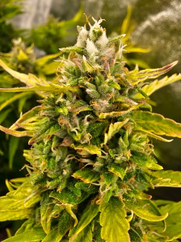 bubblegum  — flower, day 25