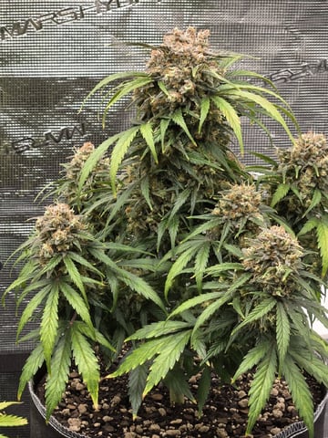 StrawZ (autoflower) — flower, day 85