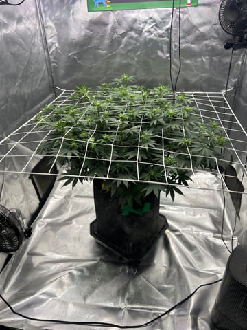 Barney’s Farm  — flower, day 48