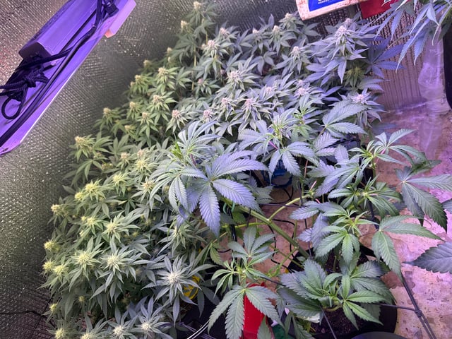 Gelly Mama and Sugar Tree — flower, day 104