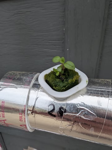 outdoor hydro ladder — vegetative, day 5