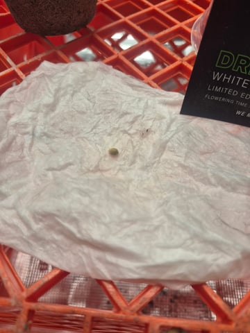 Montel Williams Dream Widow — grow_setup, day 2