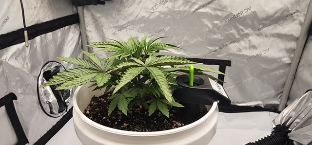 1st grow Dr. Nefario — vegetative, day 26