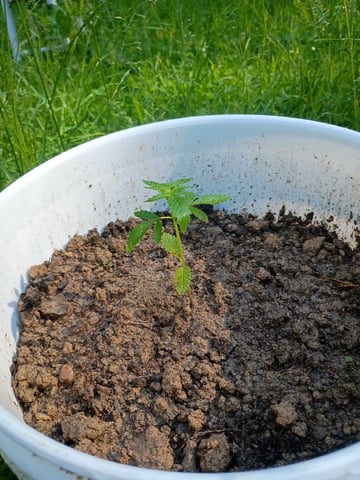 2nd Grow — vegetative, day 41