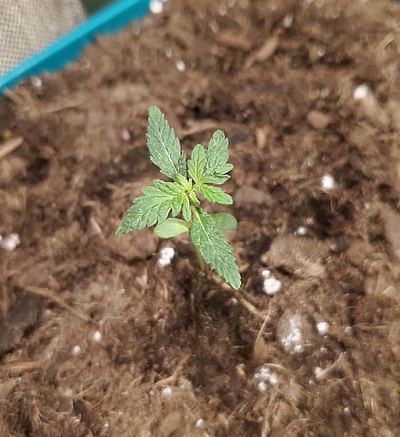 Plant 10A — seedling_rooting, day 4