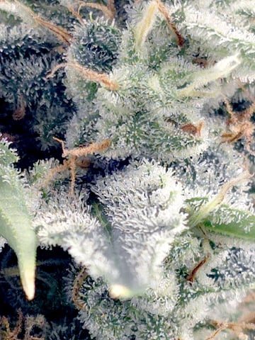 (4)autos  — flower, day 69