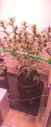 pineapple Express  — flower, day 18