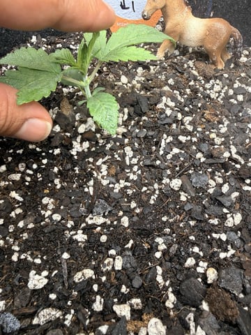 BloodMoon Gelato — vegetative, day 17