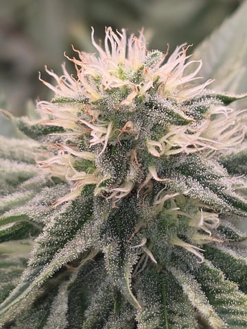 Northern lights #10 (Alaska) — flower, day 67