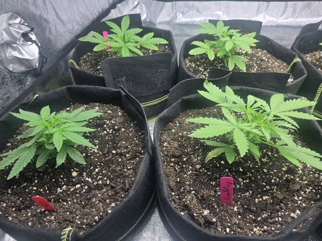 3rd Auto Grow — vegetative, day 37