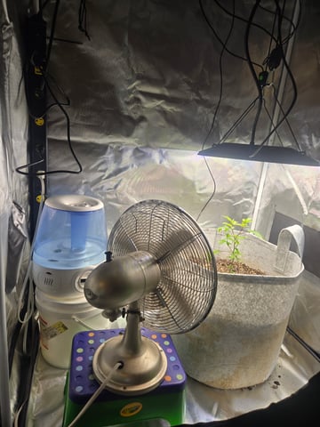 Looking for advice! — vegetative, day 14