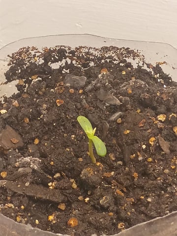 Purple Milk  — seedling_rooting, day 1