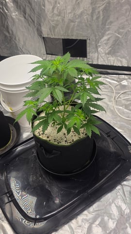 Beginner - My first grow has been an incredible experience so far! — vegetative, day 34