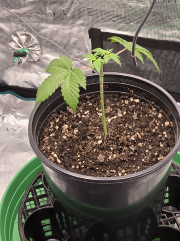  Insane OG — vegetative, day 26