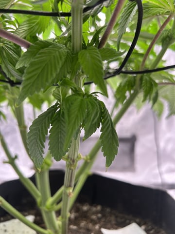 2025-26 harvest INDOOR — flower, day 98