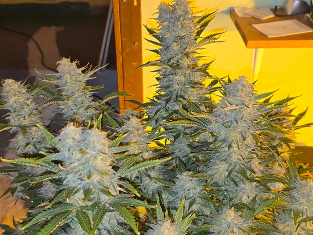 2nd Autoflower Indoor Grow — flower, day 86