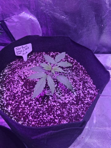 first auto grow — vegetative, day 15